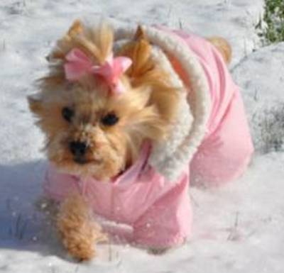 Doggie Design - Pink Ruffin It Snowsuit - Keep your furbaby warm, cuddly, and dry on those cold winter days.  Fully lined with soft and thick faux sherpa fleece.  Outer shell is made from a soft, flexible water repellant polyester/nylon blended fabric, with the words "Ruffin It" silkscreened on the back.  Removable hood.  D-ring.
