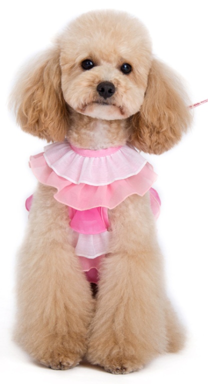DOGO - EasyGo Multi Ruffle Step-In Harness with Leash - Pretty multi-ruffle designed EasyGO!  The best all-in-one soft harness.  Easy, safe, and comfortable to wear.  It features buckless step-in design that is secured by a simple slide down clip.  Matching leash is included with every EasyGO!