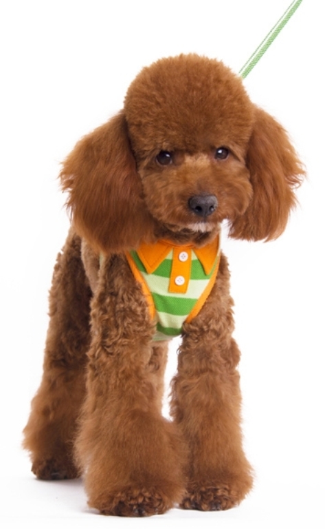 DOGO Design - EasyGo Polo Green Step-In Harness with Leash - Green stripes with orange trim polo shirt styled collar and buttons.  The best all-in-one soft harness.  Easy, safe, and comfortable to wear.  It features buckle-less step-in design that is secured by a simple slide down clip.  Matching lead is included with every EasyGO!