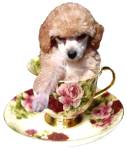 Tiny Fashions for Tiny Dogs.  Elegant Fashions at Affordable Prices.  Designer Fashion Apparel for Teacup, Toy, and Small Breed Dogs - $10 or Less Specials.