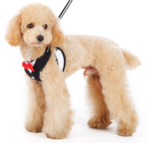 DOGO - EasyGo Bowtie Step-In Harness with Leash - GQ inspired EasyGO with an actual red bowtie.  Mr. Bond will be proud.  The best all-in-one soft harness.  Easy, safe, and comfortable to wear.  It features buckle-less step-in design that is secured by a simple slide down clip.  Matching leash is included with every EasyGO!